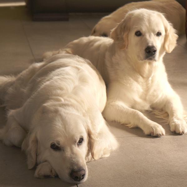 Bubbles No Hills (Kate) and her daughter Emma Of Golden Orf