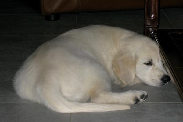 De eerste avond bij ons