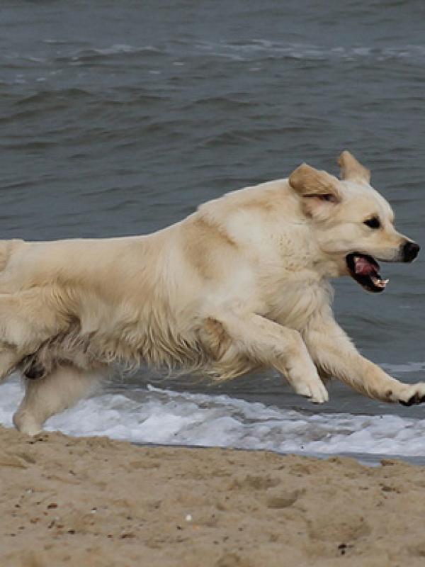 Dempsy in action on the beach