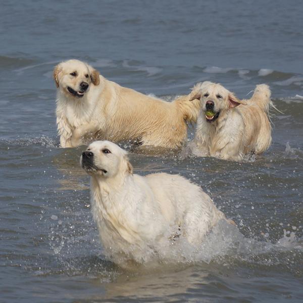Dempy, Madde, Misty - Fun in the sea