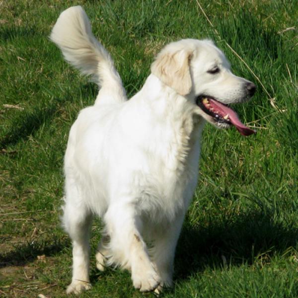 Emma - Fazanten !!!!! Waar ??????