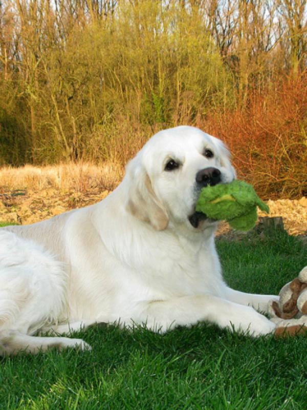 He loves teddy bears