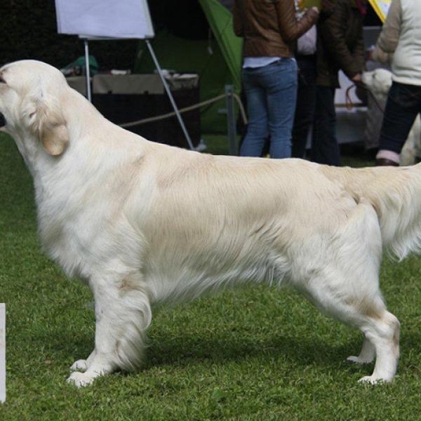 Lux & Germ.Jun.& Lux Champion Guldruschen’s No One Like Me