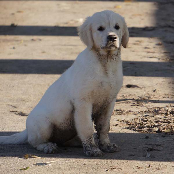 Misterious Girl Of Golden Orf