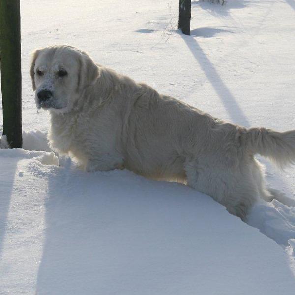 Pjotter in the snow - Dec.2010