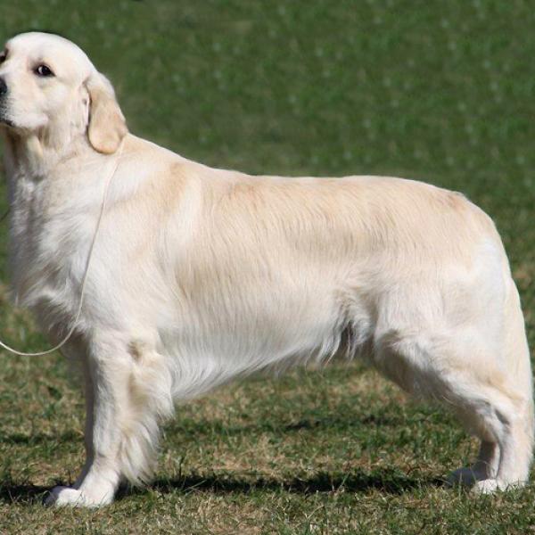 Why are you looking so ? / Waarom kijk je zo ?